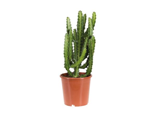 Giant Cactus Mix