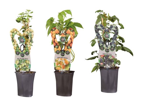 Arbuste fruitier