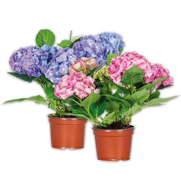 Hortensie