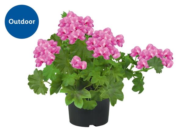 Trailing Geranium