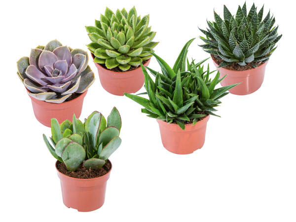 Succulents
