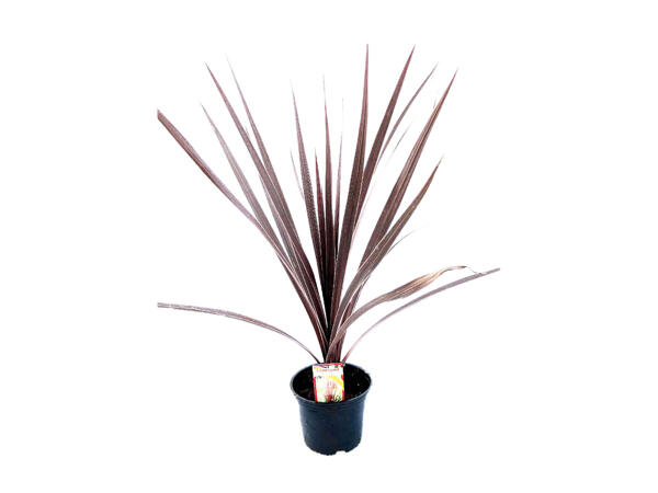Cordyline Red Star