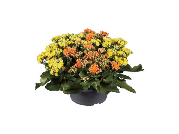 Kalanchoe i påskfärger
