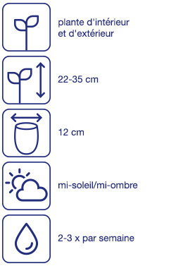 Plantes estivales