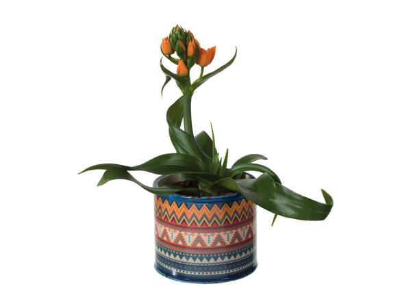 Ornithogalum