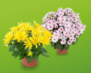 Chrysantheme