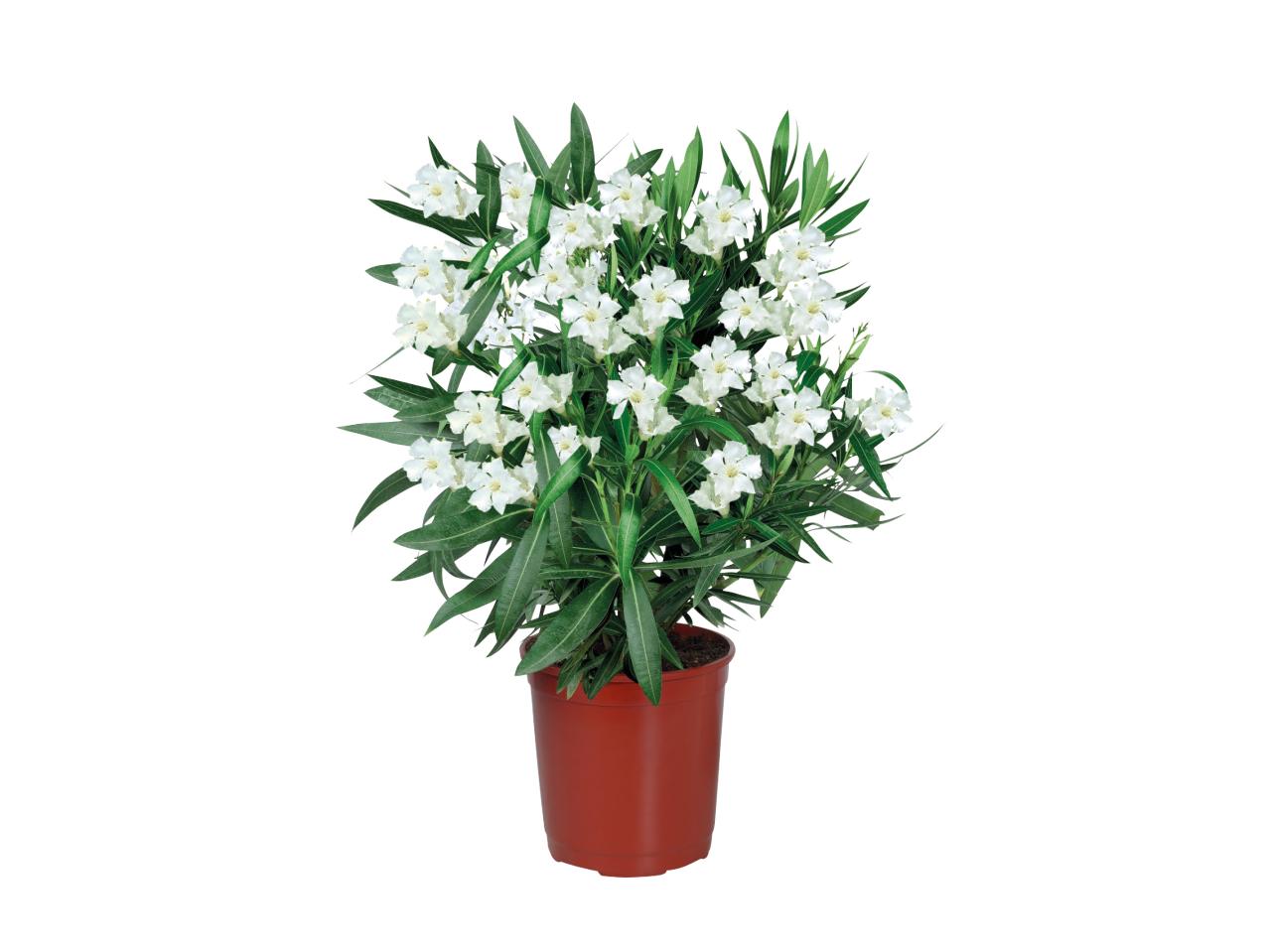 Oleander1