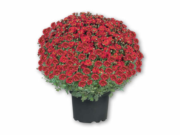 Stor chrysanthemum