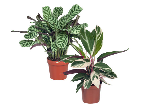 Calathea