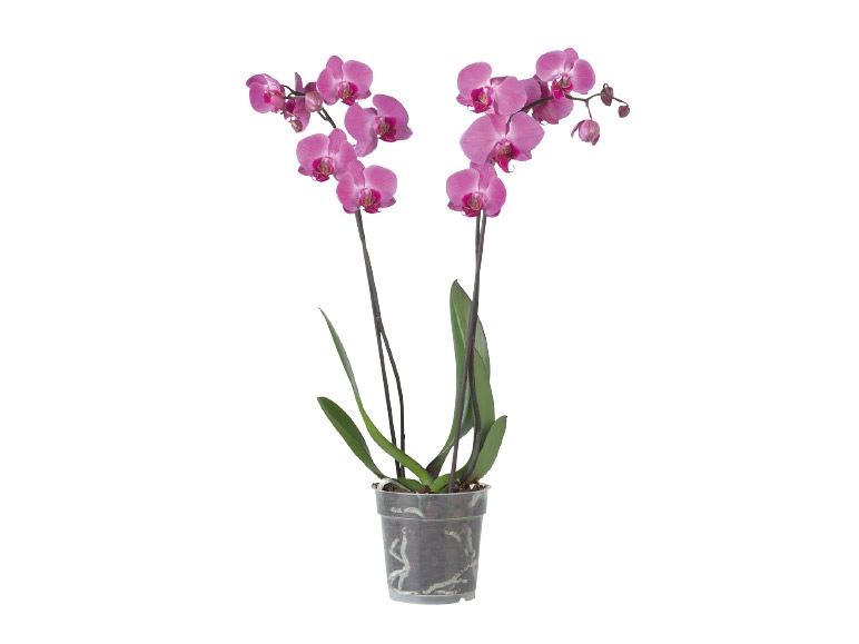 Twin Stem Orchid