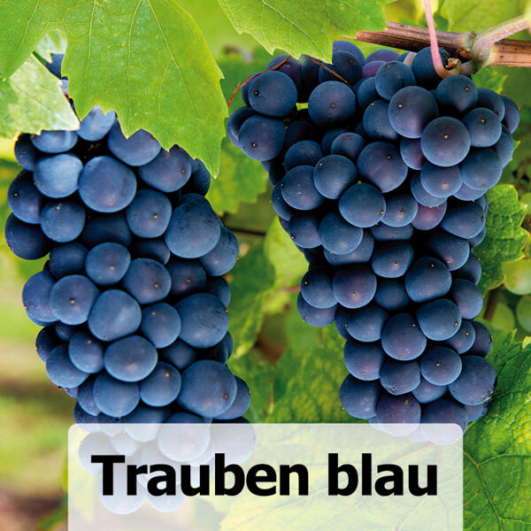Veredelte kernarme Vitis Vinifera Tafeltrauben
