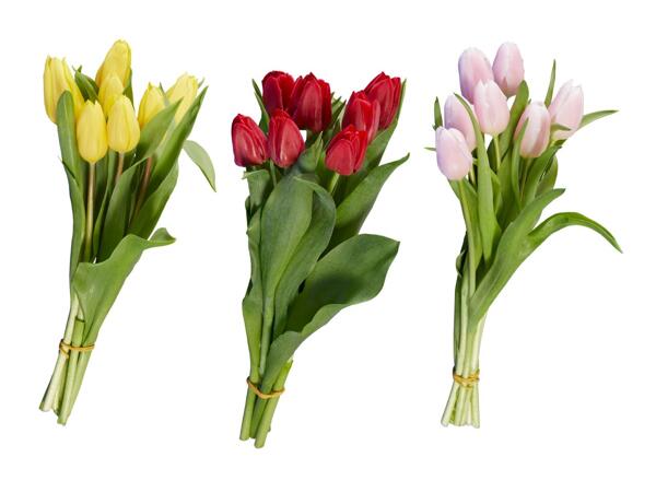 Tulipes