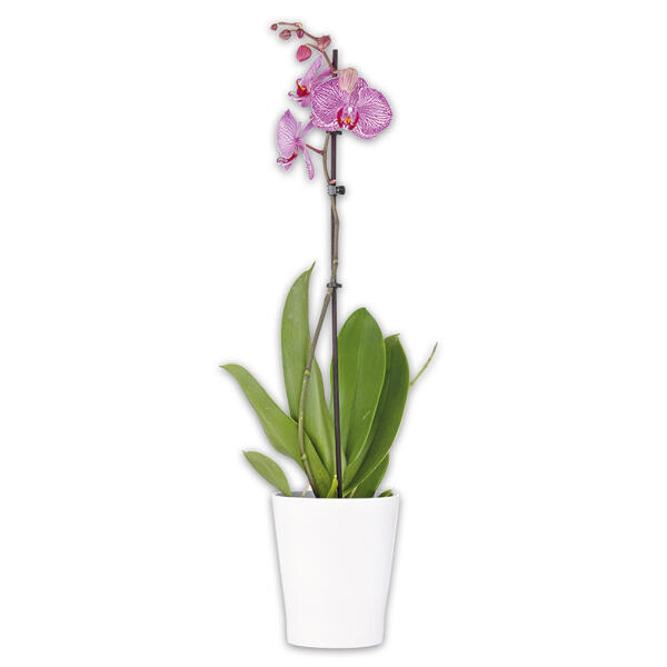 Orchidee Phalaenopsis