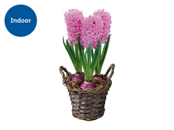 Hyacinth in Basket