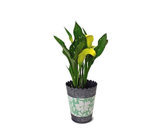 Calla Lily in Can Assorted Colors