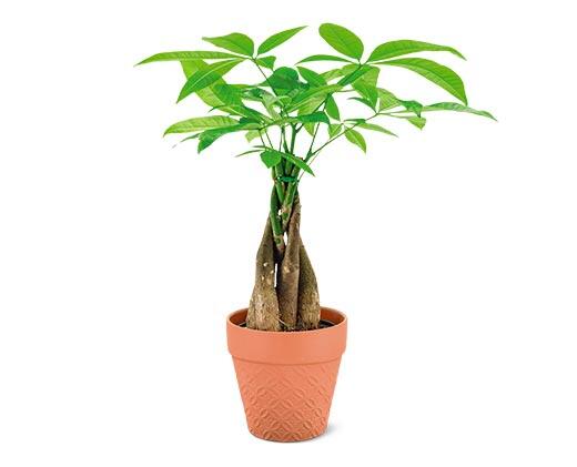 5" Money Tree