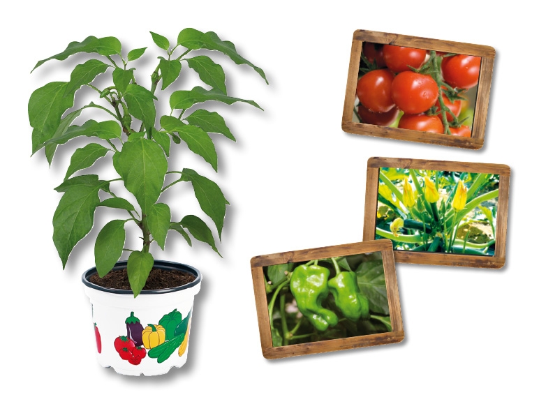 Plantes potagères