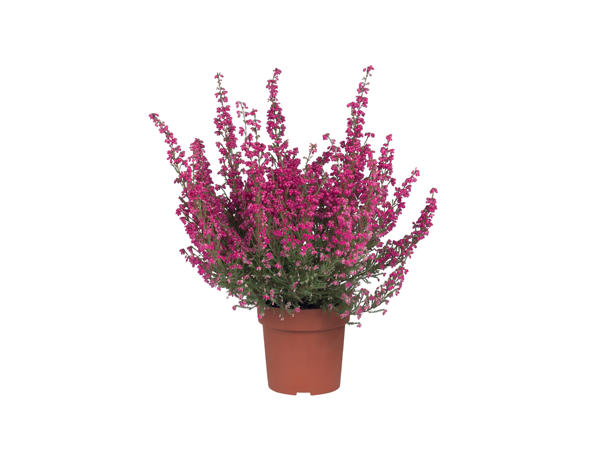 Heather Erica Gracilis1