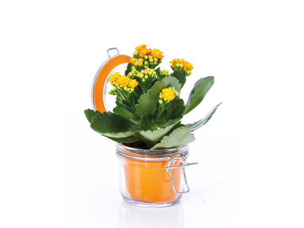 Mothers Day Kalanchoe in Glass