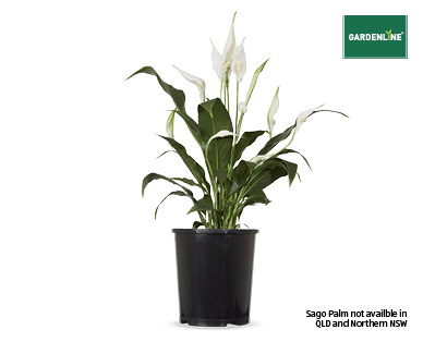 INDOOR FOLIAGE 140MM