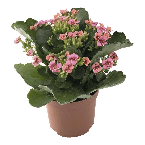 Kalanchoë