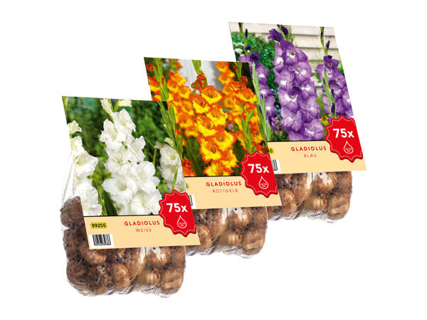 Extra Large Gladioli Bulbs