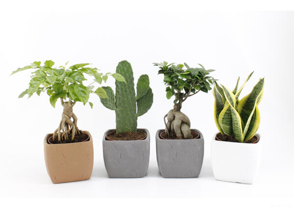 Ficus Ginseng Mix in ceramic pot