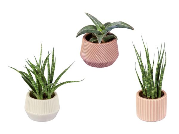 Plantes succulentes dans un mini pot en terre cuite nature