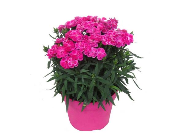 Dianthus