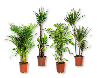 Plante verte