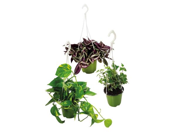 Hanging Plants