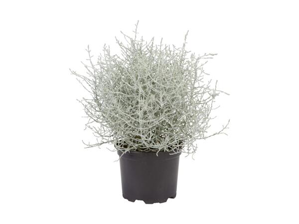 Herbe Bonanza