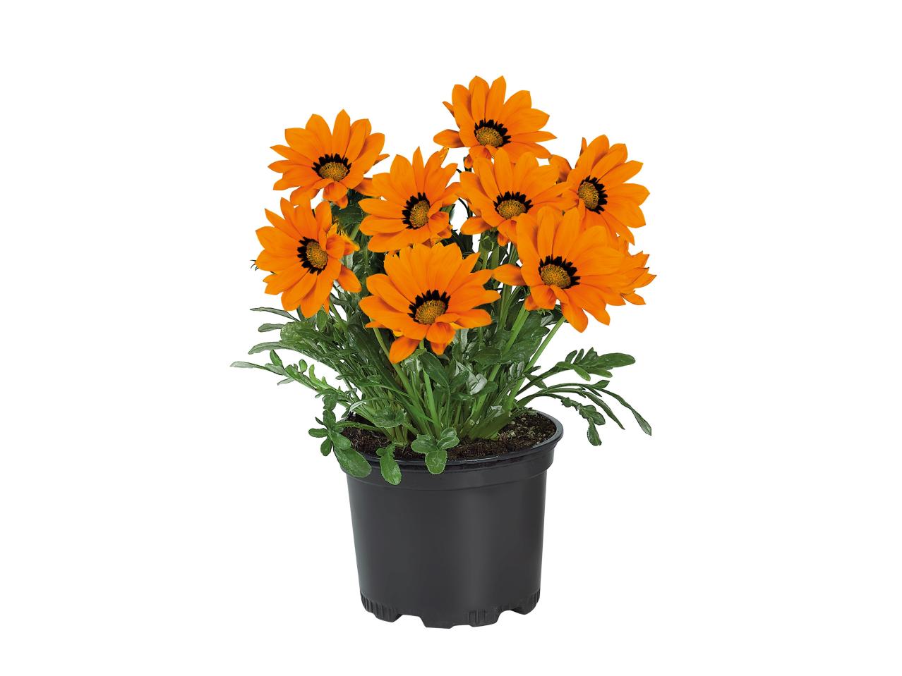 Assorted Perennials1
