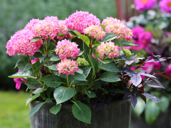 Havehortensia