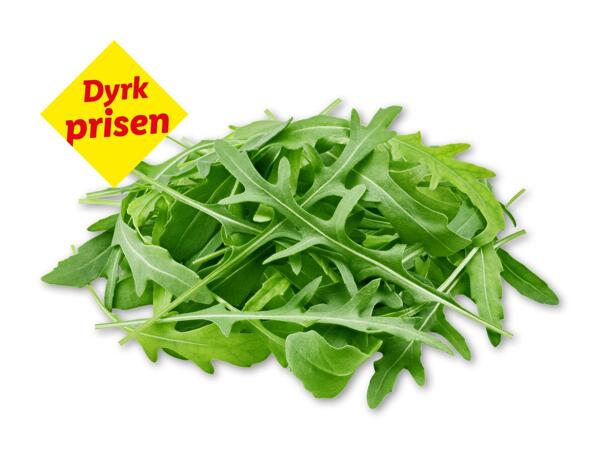 Økologisk rucola