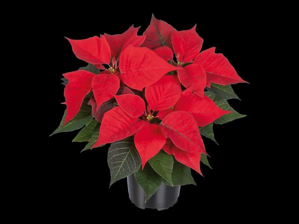 Poinsettia