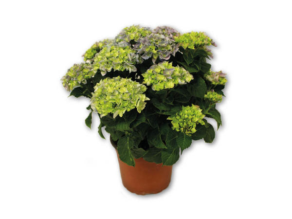 Hortensia