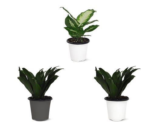 4" Foliage Assorted Varieties
