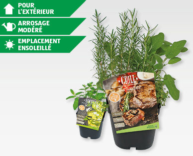 Fines herbes pour les cocktails et le barbecue GARDENLINE(R)