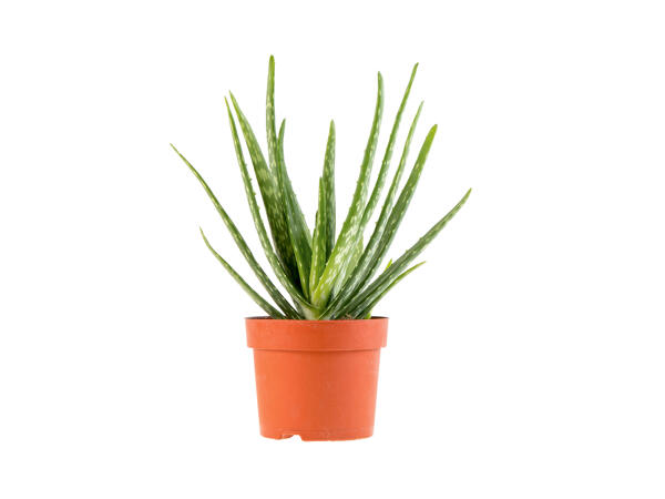 Air Purifying Plants