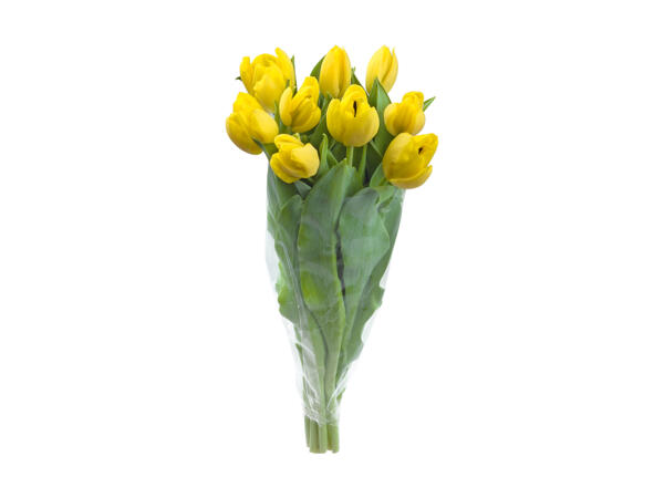 Tulipaner