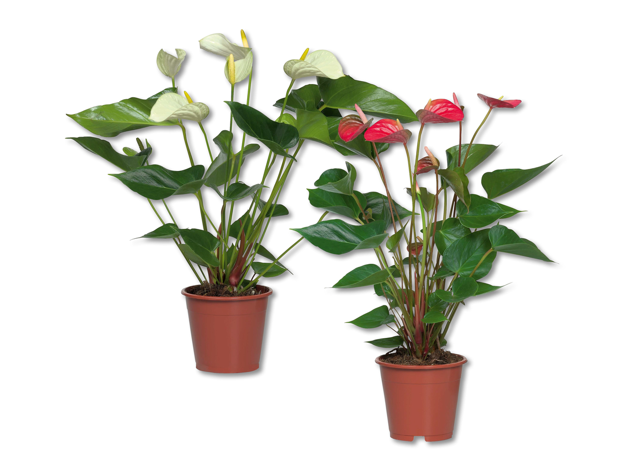 Anthurium andreanum