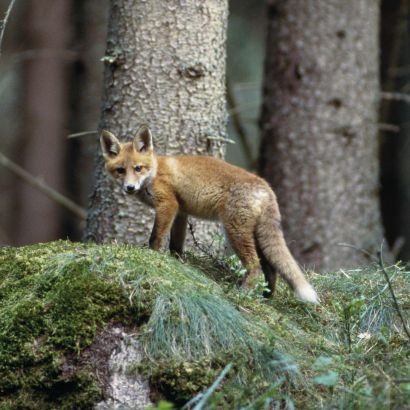 Appareil photo animalier/de surveillance
