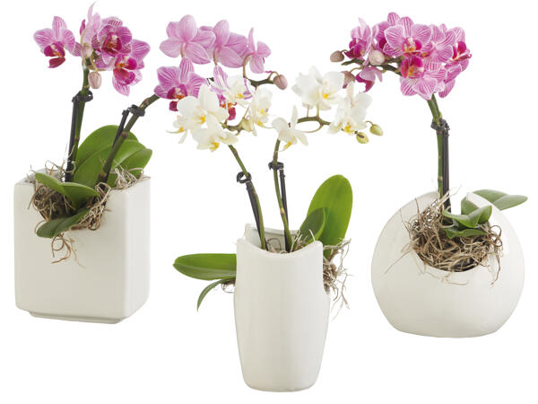 Mini Orchidee in Designkeramik