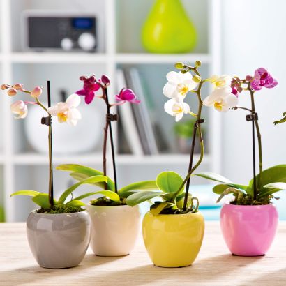 Mini orchidée