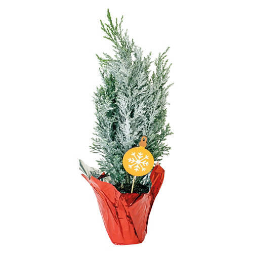 Mini Holiday Cypress Tree