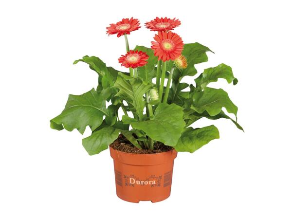 Potted Gerbera