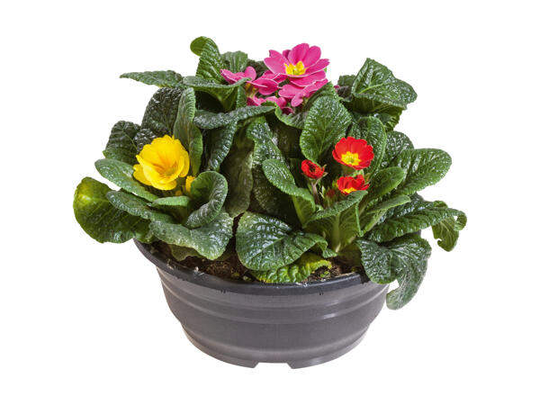 Trefarvet primula