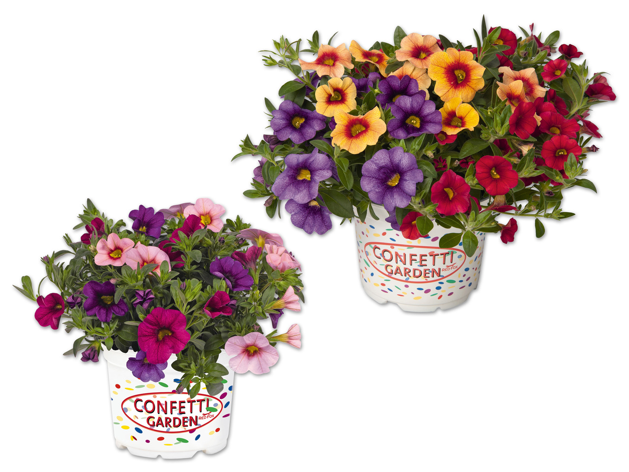 Calibrachoa Trio (Zauberglöckchen)