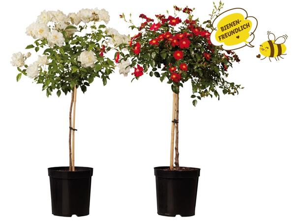 Rosenstamm